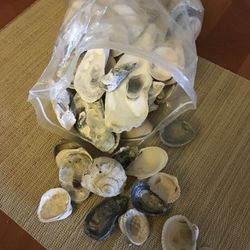 Seashells /Cockleshell.  (78759 Nw.Austin )
