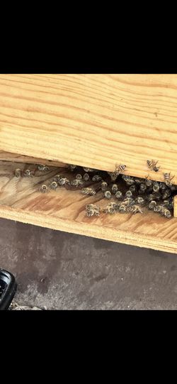 Bee