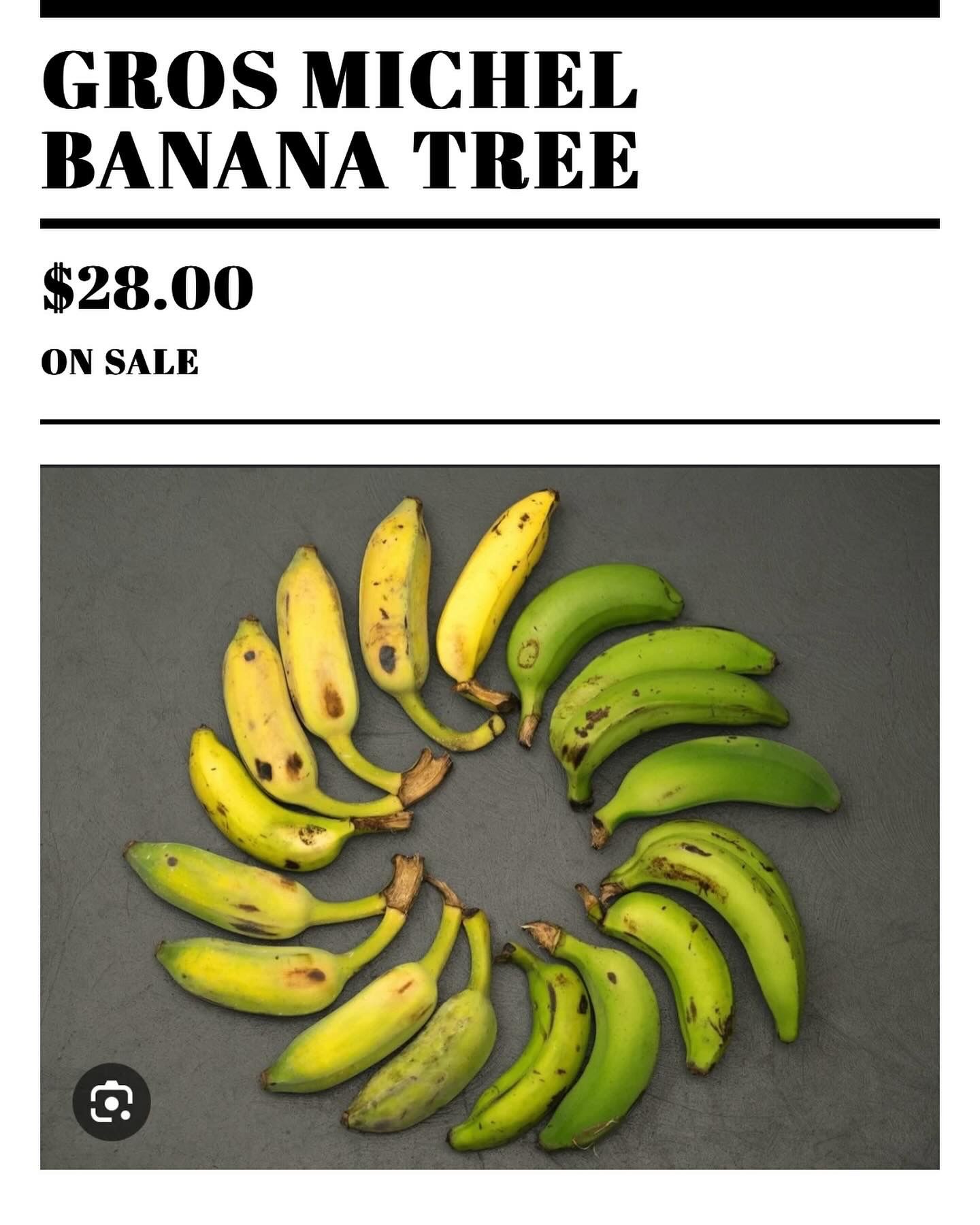 Gros Michel Banana Tree