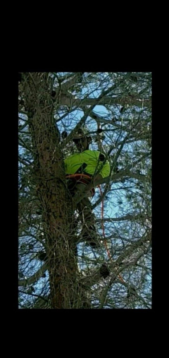 🌲 Tree work 🌲