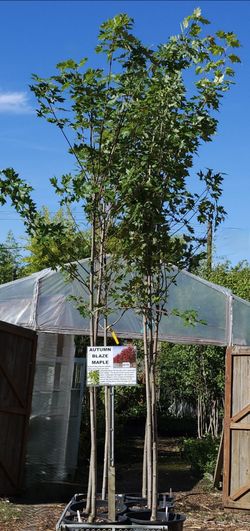 Autumn Blaze maple trees