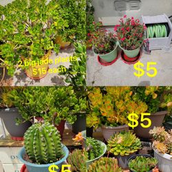 Succulents $5-$15