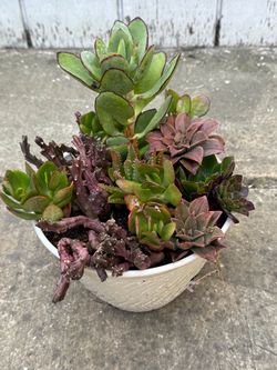 Potted succulents