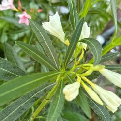 Oleander 