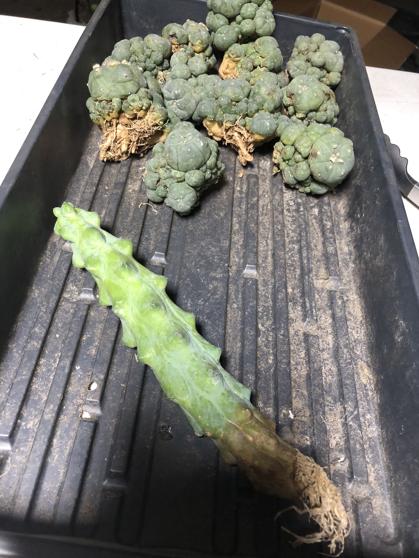 1 myrtillocactus, 8” long, $35