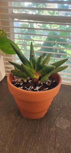 Sansevieria Hedgehog RARE