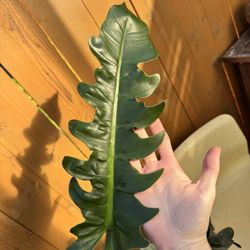 Philodendron Narrow Escape 