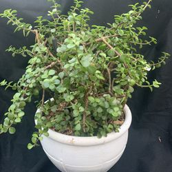 Gorgeous, Succulent Plant, Miniature Jade Elephant Bush In Panhead White Pottery Pot