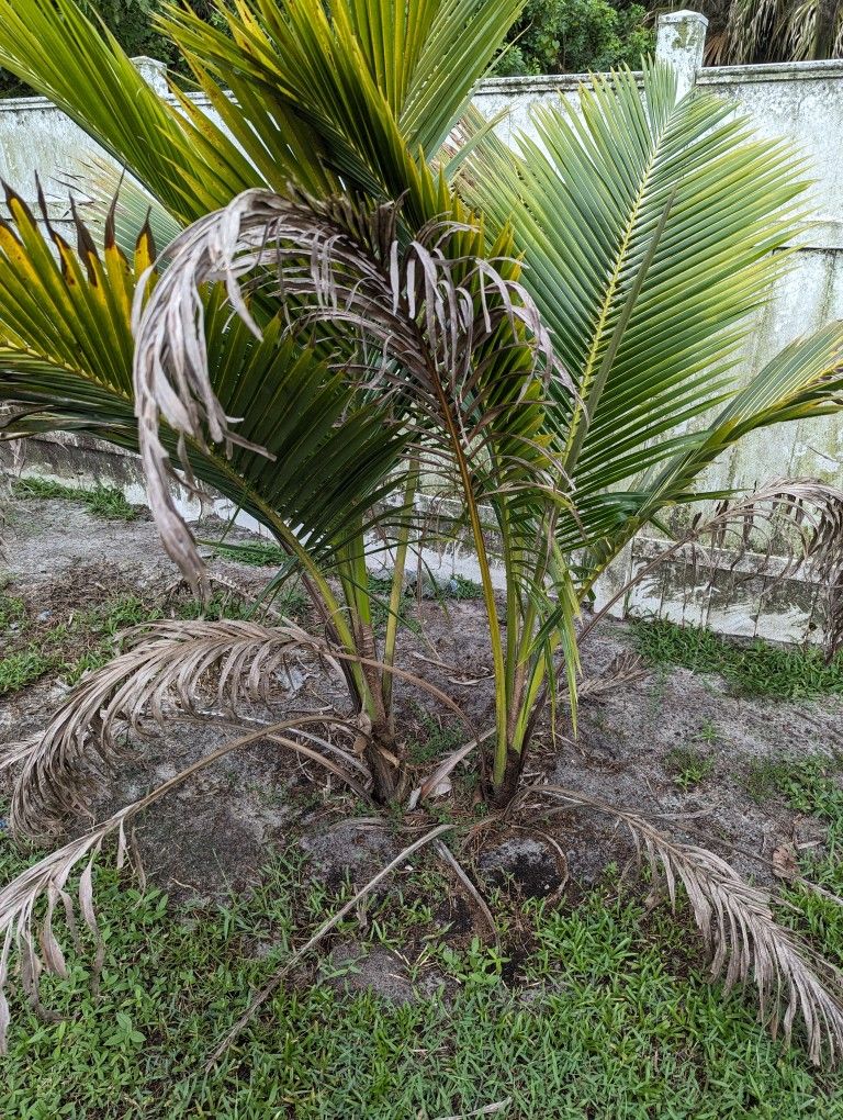 (2) Medium Size Coconut Trees