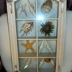 Sea Shells Display 