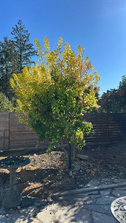 Smoke tree