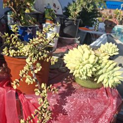 Succulents For Sale