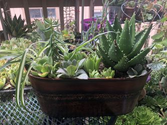 Variety of succulents and 2 spider plants