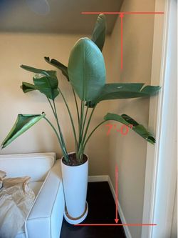 7ft Bird of Paradise Plant w/ White Planter – Priced to Sell