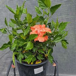 Hibiscus Double Peach 3gallons pot" live plants