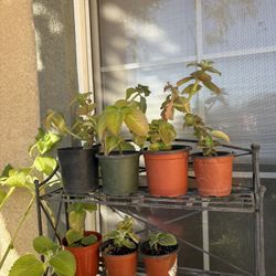 Oregano Orejon Con Raíz