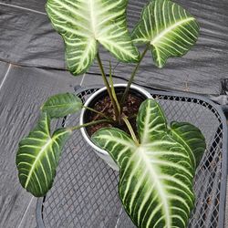 Caladium lindenii Live Plants 