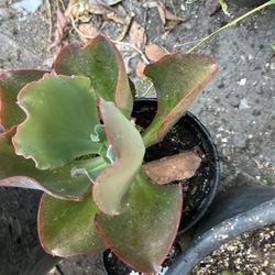 Echiveria