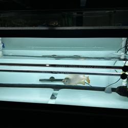 Aquarium Arowana Mayin tanning Light 