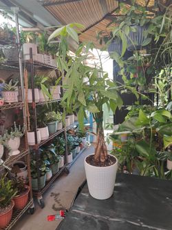 Money Trees