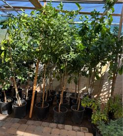 Lemon o Lisbon And Mexican Lime 🍋🟩 Trees 5F The Tall $69 Each Price Firm