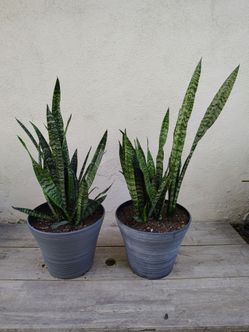 Plants and Pots