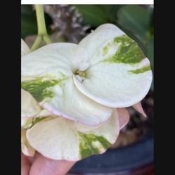 Corona De Cristo Watermelon $75