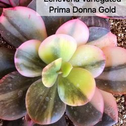 Succulent Plants Variegated Echeveria Prima  Korean Imported 