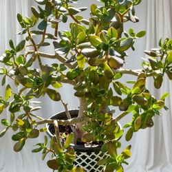 Large Jade Tree In Pot