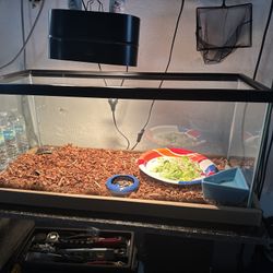 Red Foot Tortoise Tank 