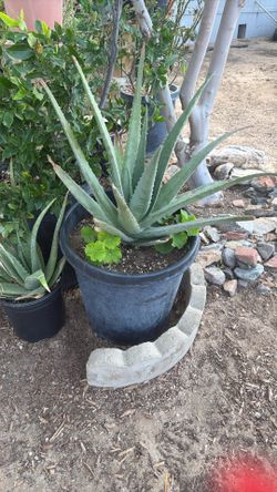 Big Aloe Vera With Geraniums
