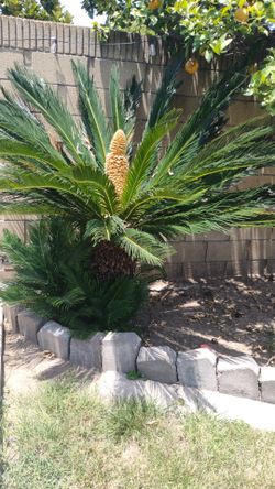 Sago Palm and Pups