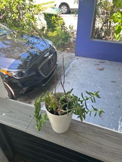 Plant
