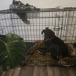 DOG CRATE FOR SALE!!! MUST SELL