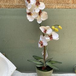 Home interiors Vintage Potted Orchid