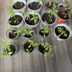 Tomato Starts