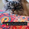 shani