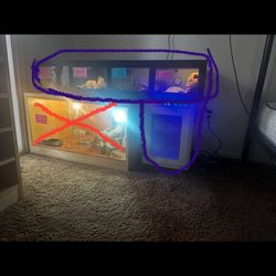 Gecko Business 