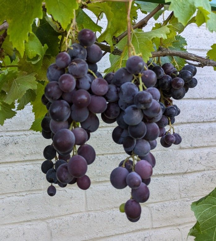 Kyoho Grape Vine 巨峰葡萄