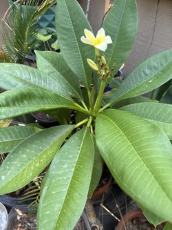 Plumeria, Yellow Flower