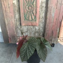 ANGEL WING BEGONIAS😇🌿