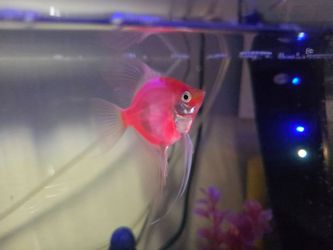 Free fish tank with fish in it.