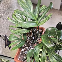 Rhaphidophora decursiva variegated Cuttings