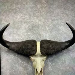 Cape Buffalo Skull And Horns 