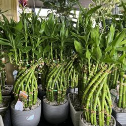 Lucky Bamboo In Ceramic Pot.SPECIAL PRICE 🤩