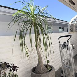 Ponytail Palm With Plant Pot 