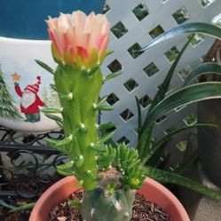 Blooming Cactus🌵