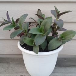 Tradescantia Pale Puma Plant 🪴 
