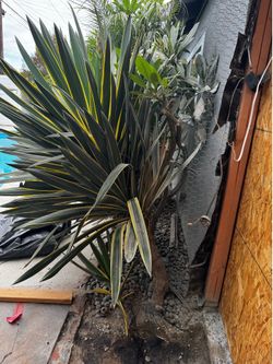 Free plant