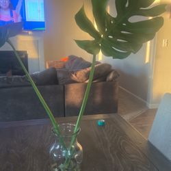 Monstera Top Cuttings